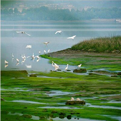 业务领域：丛林生态系监测与评价、湿地生态系统监测与评价、荒漠生态系统监测与评价
、生物多样性监测与评价、景致资源监测与评价